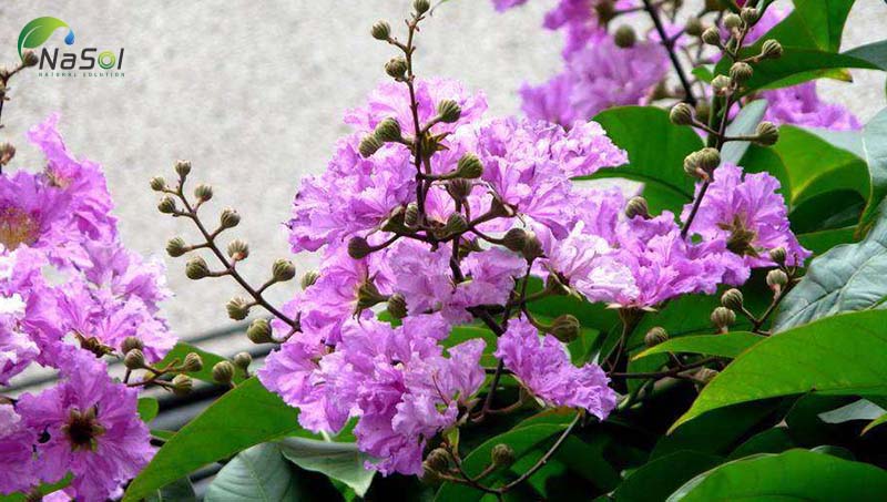 công dụng của bằng lăng