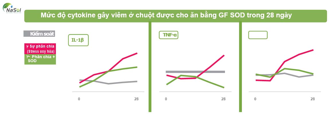 Cytokine gây viêm ở chuột được cho ăn bằng SOD trong 28 ngày