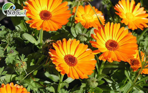 dầu Calendula là gì