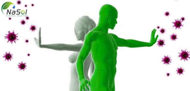 dầu hắc mai biển tăng cường hệ miễn dịch