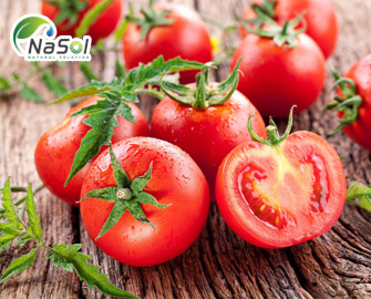 Nguyên liệu dầu hạt Cà chua