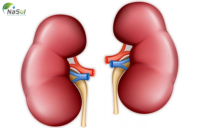 dầu hạt nho cải thiện chức năng thận