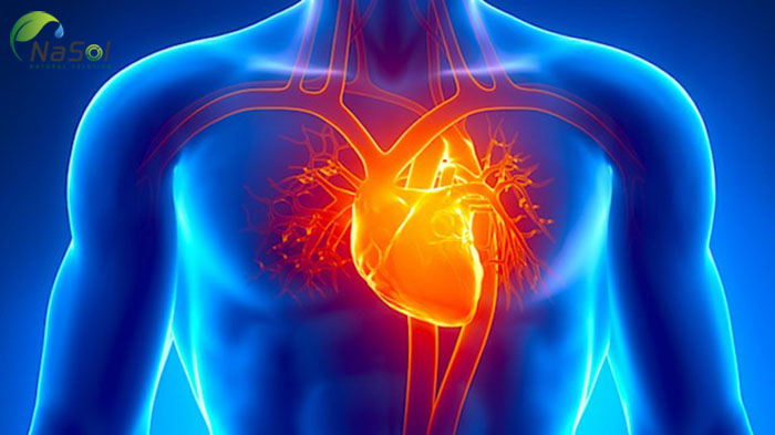 dầu hao anh thảo giúp cải thiện tim mạch