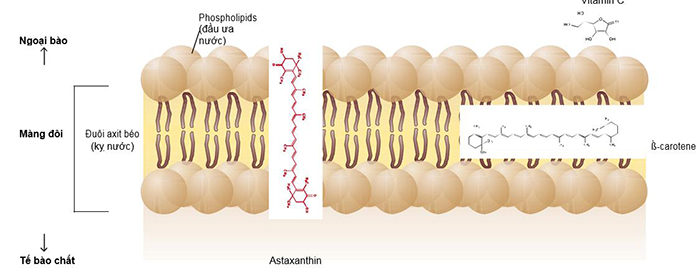 ĐỊnh hướng astaxanthin