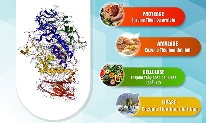 Enzyme tiêu hóa từ thực vật lên men