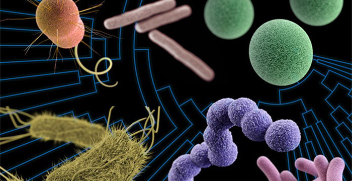 Enzyme tiêu hóa có nguồn gốc từ Vi sinh vật