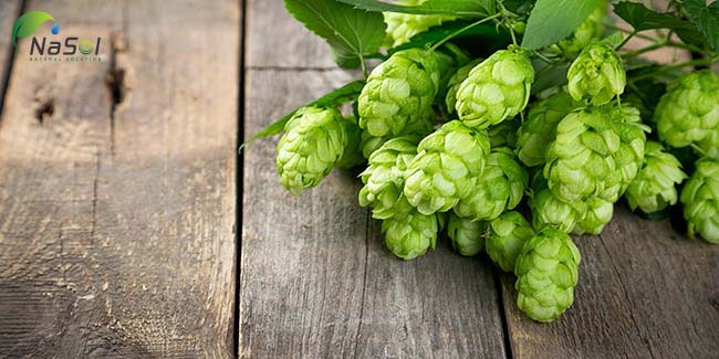 hoa bia giúp giảm nguy cơ mắc bệnh tim mạch