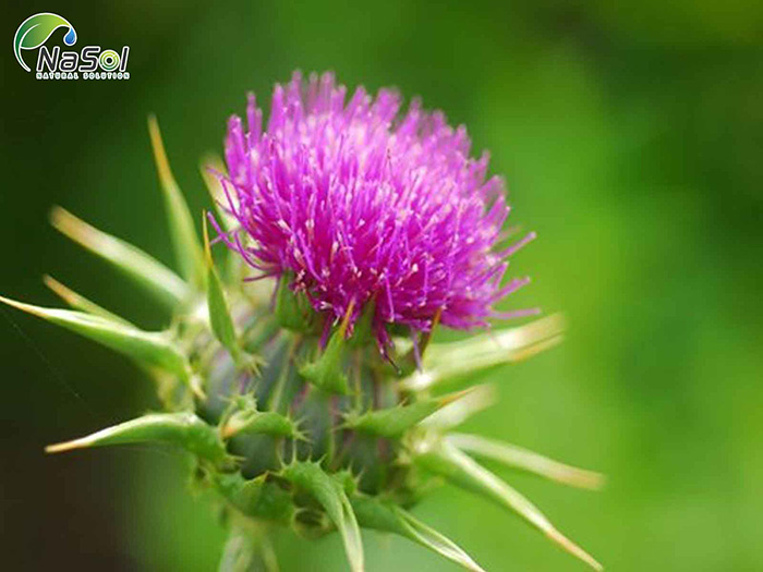 chiết xuất kế sữa