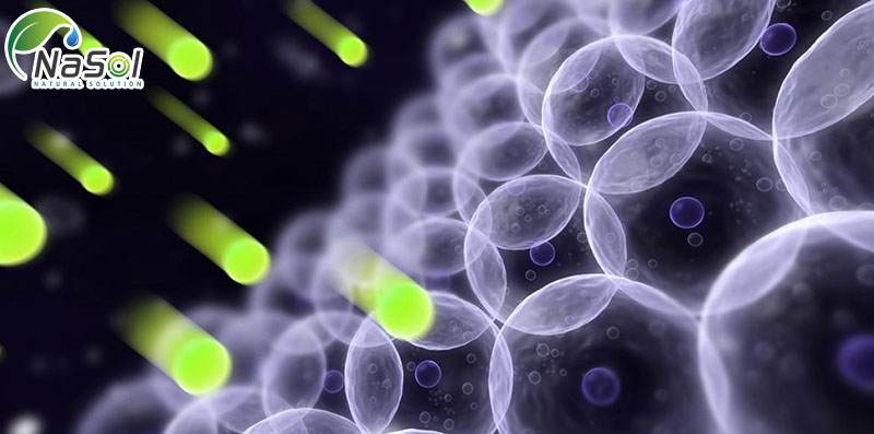 khả năng chống oxy hóa của chiết xuất hạt bưởi