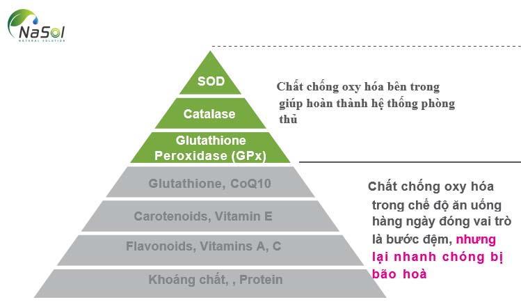 Khả năng chống oxy hóa giữa enzyme (SOD) và chất chống oxy hóa.