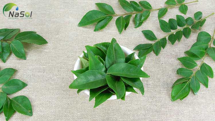 lá cà ri giúp giảm nguy cơ mắc bệnh tim