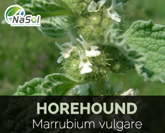 Lợi ích của Horehound
