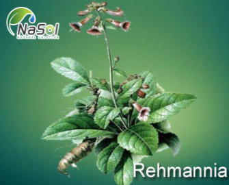 Lợi ích của Rehmannia