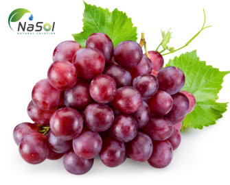 7 lợi ích sức khỏe của chất bổ sung Resveratrol 7 lợi ích sức khỏe của chất bổ sung Resveratrol