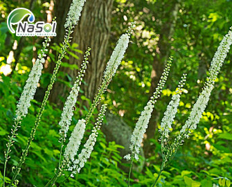 Black Cohosh: Công dụng, lợi ích và tác dụng phụ Black Cohosh: Công dụng, lợi ích và tác dụng phụ