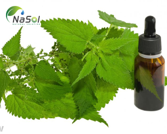 Lợi ích sức khỏe của cây tầm ma