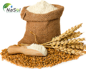 Lợi ích của chiết xuất mầm lúa mì lên men