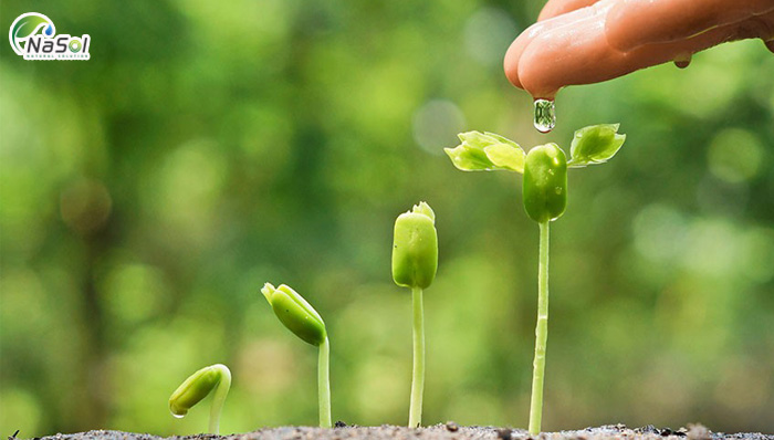 Lợi ích của đạm thủy phân