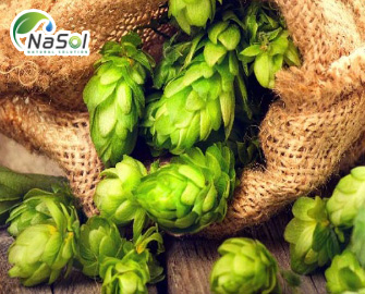 Lợi ích của Hoa bia