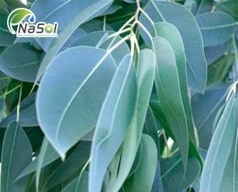 7 lợi ích ấn tượng của lá Khuynh diệp (bạch đàn)