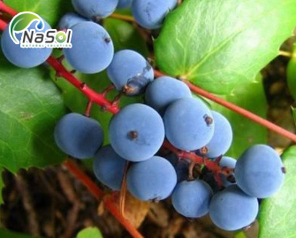 Lợi ích sức khỏe của nho Oregon