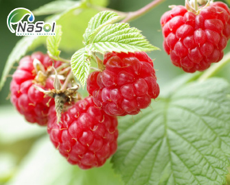 Quả mâm xôi đỏ: Thành phần dinh dưỡng và lợi ích