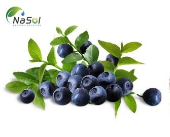 10 lợi ích sức khỏe đã được chứng minh của quả việt quất