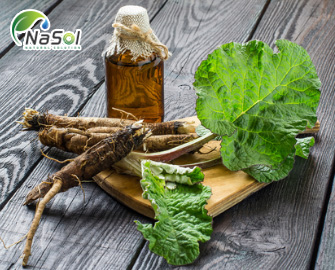 Lợi ích của rễ cây ngưu bàng (Burdock)