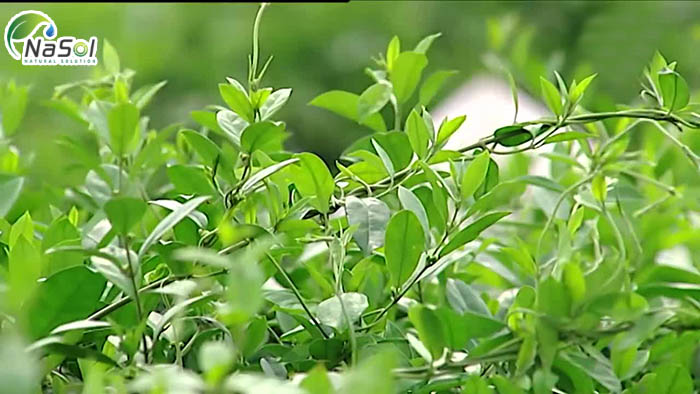 lợi ích của gymnema sylvestre 