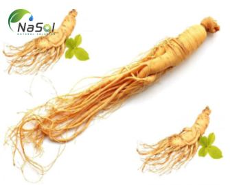 7 lợi ích sức khỏe của nhân sâm 7 lợi ích sức khỏe của nhân sâm