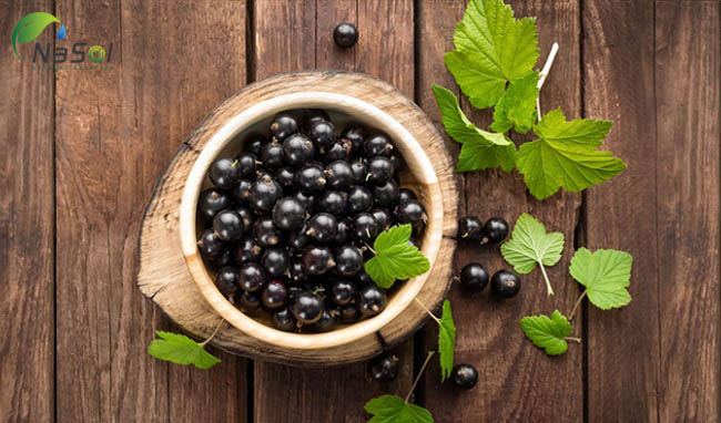 lý chua đen là gì