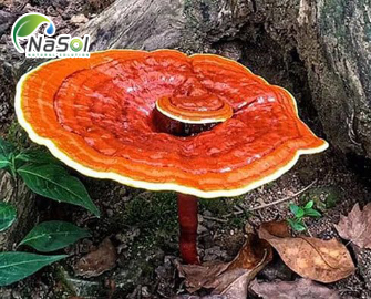 Nấm linh chi: Công dụng và cách dùng