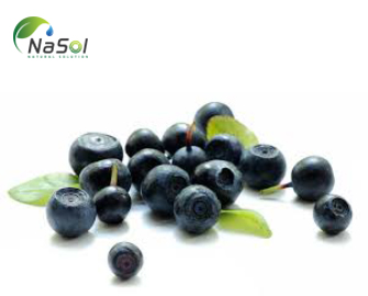 Nguyên liệu bilberry và những lợi ích cho sức khỏe Nguyên liệu bilberry và những lợi ích cho sức khỏe