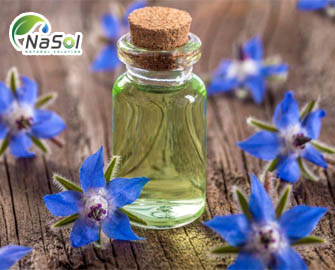 Nguyên liệu dầu cây Lưu ly