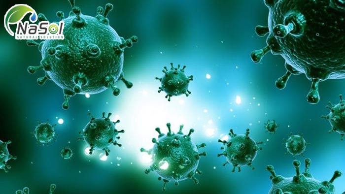 Prunella Vulgaris có đặc tính chống ung thư