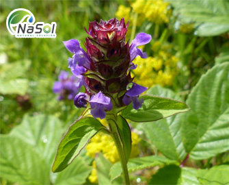 Nguyên liệu Prunella Vulgaris công dụng, lợi ích và tác dụng phụ