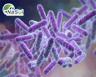 Nguyên liệu Spore probiotics 