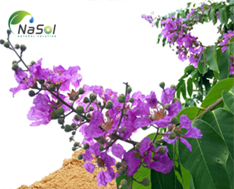 Nguyên liệu banaba (Bằng lăng)