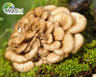 Những lợi ích của Nấm Maitake
