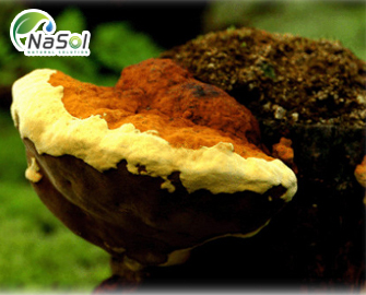 Phellinus linteus (Nấm Thượng Hoàng)