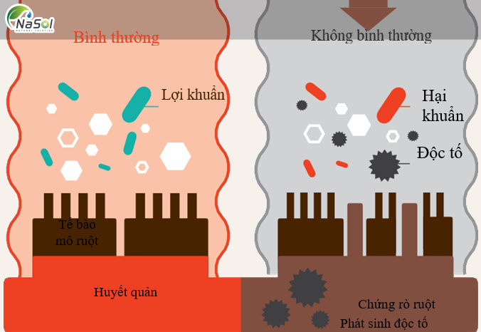 Phương thức hoạt động của Nattokinase (NK)