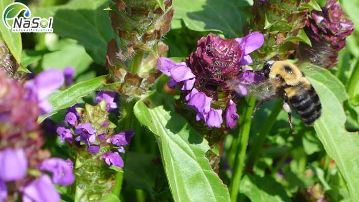 Prunella Vulgaris là một loại thảo dược