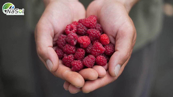 quả mâm xôi giúp giảm cân