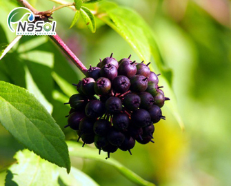 Sâm Siberian: Liều dùng và công dụng