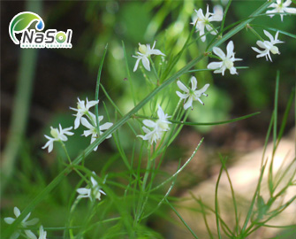 Lợi ích sức khỏe của Shatavari Lợi ích sức khỏe của Shatavari