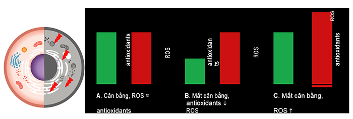 Sơ đồ tổng quát chống oxy hóa