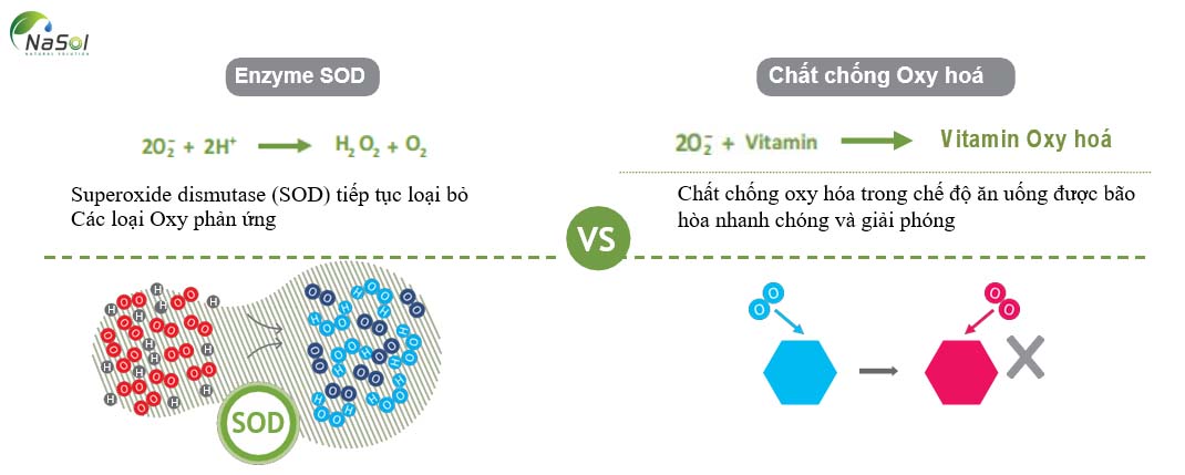 So sánh khả năng chống oxy hóa giữa enzyme (SOD) và chất chống oxy hóa