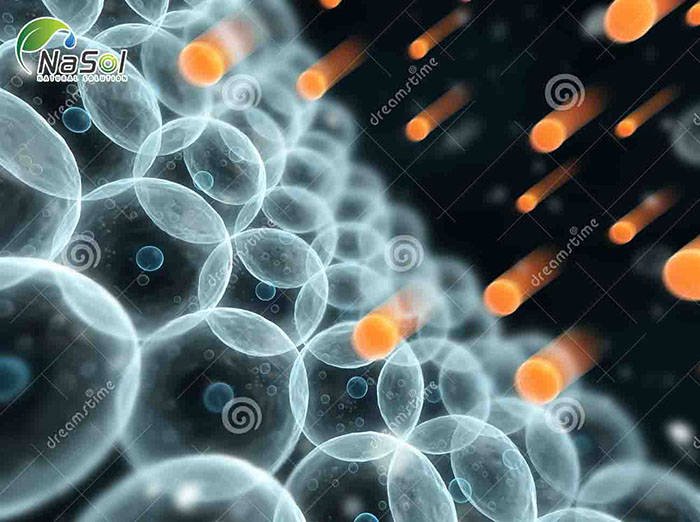 Tác dụng chống oxy hóa của Hạt vừng