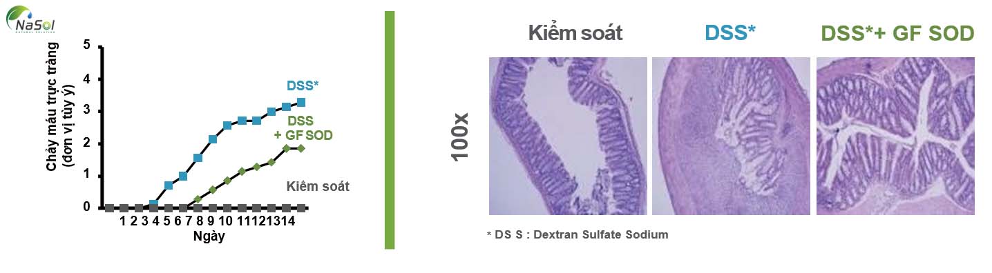  Tác dụng chống viêm của SOD trên đại tràng do DSS gây ra ở chuột