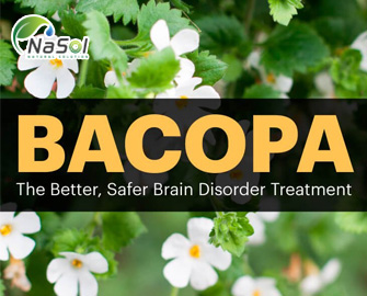 7 tác dụng của Bacopa với hệ thần kinh con người